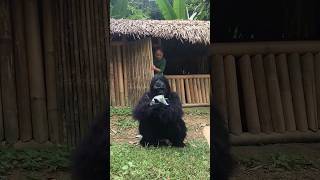 Gorillas enter peoples houses to look for food shorts survival hacks gorilla [upl. by Owiat]