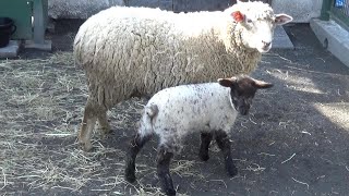 ヒツジの赤ちゃんが可愛い❤ Cutest lamb 99【Cute animal baby videos】【羽村市動物公園】 [upl. by Llehsad]