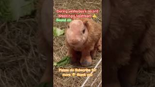 Teddies shortsfeed viral share livestreaming capybara guineapig discoverunder5k fypp fyp [upl. by Genie]