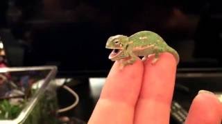 BABY CHAMELEON Changes Color Pattern 1 DAY OLD [upl. by Chassin]