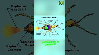 EL ESCARABAJO BOMBARDERO [upl. by Crofton]