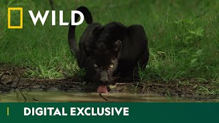 Hiding in the Shadows  The Real Black Panther  National Geographic Wild UK [upl. by Finnie]