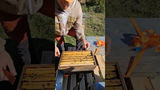 apiculture beekeeper bee farming honey beekeeping nature apicultura [upl. by Heise]