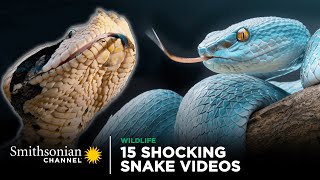 15 Shocking Snake Videos 🐍 Smithsonian Channel [upl. by Philipines]