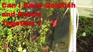 Plants I Keep With Goldfish [upl. by Enellij157]