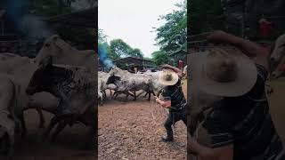 Enlazando ganado de a pie en los corrales llano vaqueria lazo [upl. by Colin]