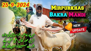 Mirpurkhas Bakra mandi latest update  25Sep2024 Bakra mandi goat farm visit gulabi kamori [upl. by Andreas358]