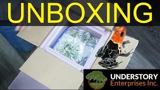 Huge Dart Frog Unboxing Understory Enterprises [upl. by Eimarrej]