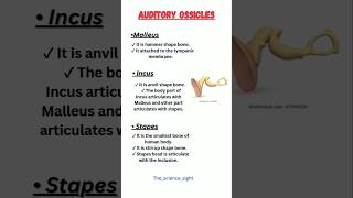 Auditory ossiclesear ossiclesauditoryossicles earossicles eartanatomyandphysiology [upl. by Glori776]