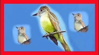 Great Crested Flycatcher Song Great Crested Flycatcher Call Great Flycatcher  Myiarchus Crinitus [upl. by Laryssa276]