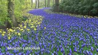 Muscari Latifolium  Grape Hyacinth Bulbs from Holland [upl. by Medin]