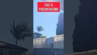 This is pigeonracing pigeon [upl. by Orms]