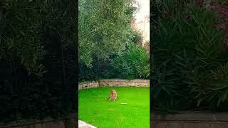 Smol fox gave a visit in the garden  italy summer animallover fox shorts [upl. by Ahtanamas409]