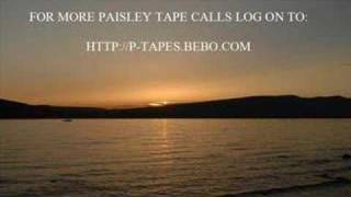 Paisley Tapes  Bawbag Scrapyard [upl. by Ynatterb281]