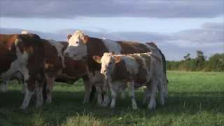 Irish Simmental The Complete Beef Breed [upl. by Veronica]