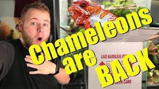 I HAVE CHAMELEONS AGAIN Unboxing rare chameleons [upl. by Celeski94]