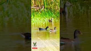 Sri Lankan Gallinulenaturewildlife промашу birdsshorts forestbirdloverssrilankabirdwatching [upl. by Anitnegra277]