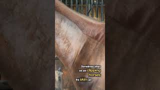 Understanding Dermatographia in Clipping Horses Identification Prevention and Treatment [upl. by Alysia26]