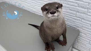 How Adorable Otters They cant Wait for Their Food [upl. by Atinomar]