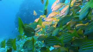 DIVE WITH SHARKS AT KUDA RAH THILA [upl. by Kincaid471]