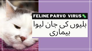 Feline Panleukopenia Virus  Clinical Signs  Deadly Virus  Vet Furqan Younas  Animalia Dot Pk [upl. by Curry]