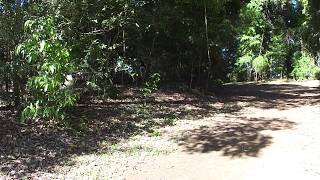 Sideways Jumping Sifaka in Reserve Privee de Berenty Madagascar [upl. by Volny560]