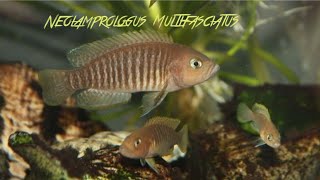 Keeping Neolamprologus Multifasciatus [upl. by Anyotal108]