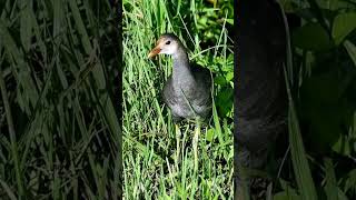 Juvenile Common Gallinule florida birds wildlife [upl. by Adnirod203]