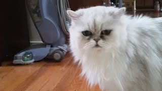 Persian cat Frosty weird strange meows meowing baby Chewbacca meow Silver Shaded Persian [upl. by Jayson795]