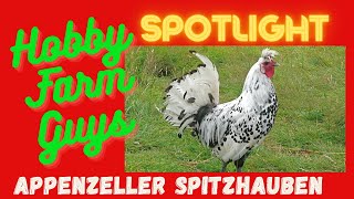 HFG Farm Animal Spotlight Appenzeller Spitzhauben Chicken [upl. by Mattias]