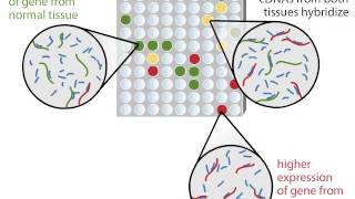 DNA Microarray [upl. by Meensat]