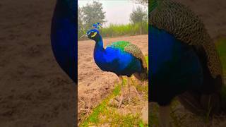 Peafowl feed  mor  peacock hand feedingpeacockfeeding peafowlfeed [upl. by Anitniuq211]