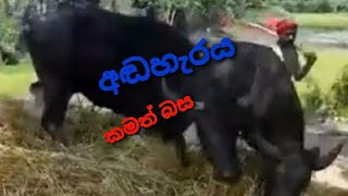 අඬහැරයකමත් බස  paddyfield  agricultur culture in sri lanka [upl. by Merce]