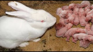 TIPS FOR Wonderful Rabbit Giving Birth To 16 Baby At Home [upl. by Nahtan]