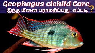 Geophagus cichlid  The Peaceful Cichlid  How to care Geophagus Fish  In Tamil  Aqua shots  AS [upl. by Sukram18]