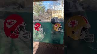 Chiefs vs 49ers These animals predict Super Bowl outcome Shorts [upl. by Anaujd773]