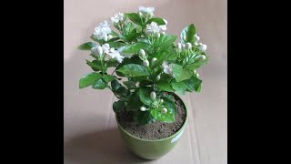 Flower Garden  How to replant Mogra amp Care for maximum bloom  nurserylive [upl. by Mohun]