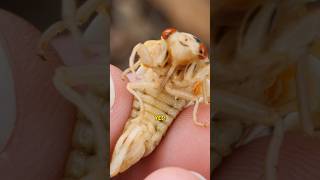 Can you eat cicadas [upl. by Leon]