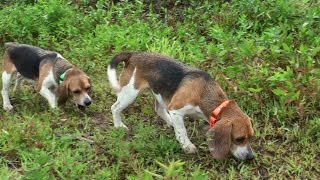 Skyviews Beagles Training For Northern WV Beagle Club AKC Gun Dog Brace Trial [upl. by Dulcinea893]