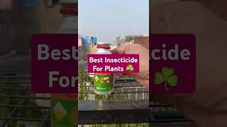 Best Insecticide For Plants ☘️ [upl. by Tur]