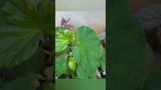 Begonia plants for sale  9497627289 achusgarden begonias shorts youtubeshorts [upl. by Winfield]