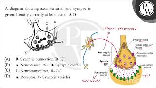 A diagram showing axon terminal and synapse is given Identify correctly at least two of AD\n [upl. by Edrahs]