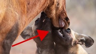 Rare  Wild Dog pack taking down a Red Hartebeest antelope  Footage from Tswalu Kalahari [upl. by Suaeddaht757]