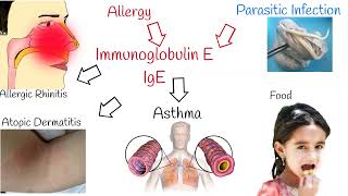 Blood Test Immunoglobulin E IgE  what does a high immunoglobulin e level mean [upl. by Liag]