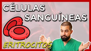 Células sanguíneas – ERITROCITOS – HEMATÍES  GLÓBULOS ROJOS Datos básicos hemoglobina y más [upl. by Black]