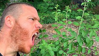 Growing amp Propagating Goji Berries in my Permaculture Food Forest  Super Food amp Nutrient Packed [upl. by Marbut]