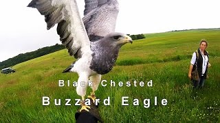 Flying a Black Chested Buzzard Eagle at Elite Falconry Scotland [upl. by Vachell]