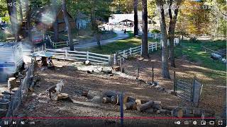 Goldys 252pm Nancy with something to Cafe doing decoratingEquines pond Goaties paddock10182024 [upl. by Converse]