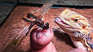 SLOW MOTION Bearded Dragon eating Dragonflies [upl. by Divd205]