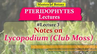 Lecture 3  Lycopodium Club Moss Life Cycle  Pteridophyta Lecture Notes [upl. by Acira]